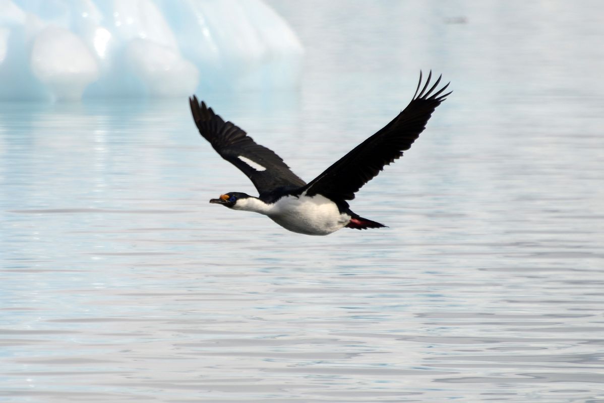 13C Blue-eyed Shag Bird Flies Near Cuverville Island From Zodiac On Quark Expeditions Antarctica Cruise